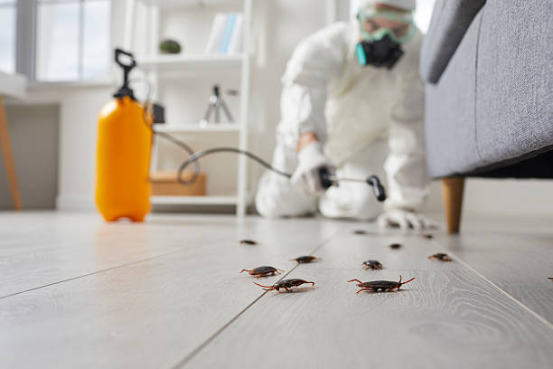 Post-Treatment Bed Bug Interceptor Monitoring in Smith Valley